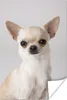 MuchoWow® Poster Porträt eines kleinen weißen Chihuahuas Produktbild-Vorschau 1