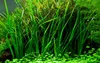 Aquarium Pflanze Cyperus helferi Wasserpflanzen Aquascaping Produktbild-Vorschau 1