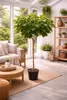A potted fig tree is placed in a sunroom with a sofa and coffee table. Podgląd zdjęcia produktu