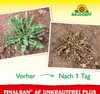 Neudorff Finalsan AF UnkrautFrei Plus 750 ml für 25 m² Produktbild-Vorschau 6