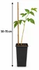 Lampone 'Tulameen' 50–70 cm – Rubus idaeus. Lampone estivo, Anteprima dell’immagine prodotto 5