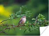 MuchoWow® Poster Vogel - Baum - Wald 160x120 cm - Foto Produktbild-Vorschau 1