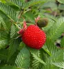 Erdbeerhimbeere - Rubus illecebrosus, Cont. 0,8 l Produktbild-Vorschau 4