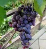 Tafeltraube ´ROŠFOR´ 30-40 cm, Cont. 3 l Produktbild-Vorschau 2