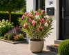 Nerium Oleander Tricolor, výška 50–70 cm – Trojfarebný Náhľad obrázku produktu 1
