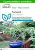 SAFLAX - tamarind - Tamarindus indica - 4 Semená - S Náhľad obrázku produktu 1