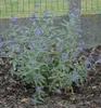 Bartblume ´HEAVENLY BLUE´ 20-30 cm, Cont. 2,5 l Produktbild-Vorschau 4