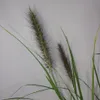 Erba Fontana Red Head 1L Anteprima dell’immagine prodotto 5