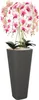 Blumentopf Blumenübertopf Blumenkübel mit Große Einsatz Produktbild-Vorschau 1