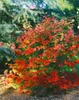 Acer circinatum, klon okrągłolistny, 80-100 cm Podgląd zdjęcia produktu 3