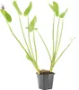 Bloomique - Pontédérie Cordata - Jacinthe d’eau - Voir les images du produit 1