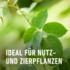 COMPO  Grundstoff Brennnessel 1 Liter Produktbild-Vorschau 9