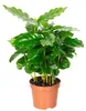 Caféier - plante d'intérieur facile d'entretien, Coffea Voir les images du produit 2