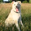 GOLDEN PEANUT MSM Pulver für Tiere organischer Schwefel Produktbild-Vorschau 7