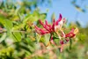 Lonicera caprifolium, Jelängerjelieber, 60–100 cm, duftend Produktbild-Vorschau 9