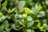 Ilex crenata 'Robustico', Japanische Stechpalme, immergrün, Produktbild-Vorschau 3
