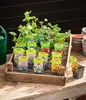 Dehner Bio Stauden-Set Bunter Landhausgarten, je 3x Produktbild-Vorschau 12