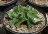 SAFLAX - Echter Tigerrachen - Faucaria tigrina - 40 Samen Produktbild-Vorschau 7