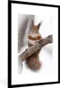 MuchoWow® MuchoWow® Gerahmtes Poster Eichhörnchen - Baum - Produktbild-Vorschau 1