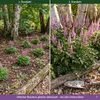 Stauden Gänge 3 x Astilbe chinensis pumila im 0,5 Liter Produktbild-Vorschau 4