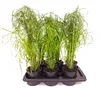 Cyperus alternifolius 60 cm Palma wodna Podgląd zdjęcia produktu 2