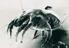 A close-up, black and white scanning electron micrograph of a dust mite. Produktbild-Vorschau