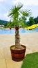 A potted palm tree stands on a tiled patio next to a swimming pool with a yellow water slide. Anteprima dell’immagine prodotto