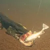 Pulz Kunstaas Set voor Forel (Regenboogforel) Productafbeelding-voorbeeld 2