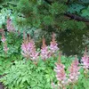 6 x astilbe  - Astilbe chinensis 'Pumila'  | Pot 9 cm x 9 Voir les images du produit 2