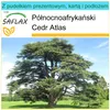 SAFLAX - Zestaw prezentowy - Północnoafrykański Cedr Atlas Podgląd zdjęcia produktu 5