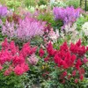 Bloomique - Zestaw 6 sztuk - Astilbe Fanal - Tawuła Podgląd zdjęcia produktu 1