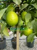 Pianta di Lime Anteprima dell’immagine prodotto 4