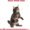 Royal Canin Feline Kitten Maine Coon 36 4kg Anteprima dell’immagine prodotto 8