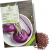Lila Kohlrabi Samen (Milan Purple, 300 Korn) - Kohlrabi Produktbild-Vorschau 1