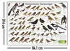 Einheimische Gartenvögel Poster deutsch DIN A1 84,1 x 59,4 Produktbild-Vorschau 5