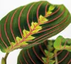 Bloomique - Maranta Tricolor - Roślina modlitewna - Roślina Podgląd zdjęcia produktu 3