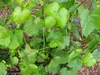 Weinrebe Swenson Red, rosa, 2L Topf, frost- & Produktbild-Vorschau 7