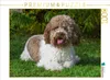 CALVENDO Puzzle Lagotto Romagnolo - Italienischer Produktbild-Vorschau 2