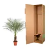 Phoenix Roebelenii - 150 Cm - Ø27 Voir les images du produit 3