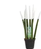 Sansevieria Cylindrica Straight – Spaghetti VELVET TOUCHZ® Podgląd zdjęcia produktu 1