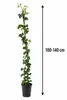 10x Edera Hibernica 100-140 cm - Piante rampicanti Anteprima dell’immagine prodotto 5