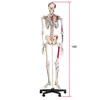 A life-size anatomical skeleton model on a stand. Produktbild-Vorschau