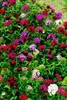 Bartnelken Mix 1G Blumensamen Mehrfarbige Nelken Produktbild-Vorschau 7