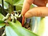 Substral Tyčinky pro hnojení orchidejí 10ks. Náhled obrázku produktu 7