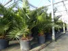 XXL 230 cm Phoenix canariensis, kanarische Dattelpalme Ø Produktbild-Vorschau 3