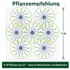 3 x Euphorbia myrsinites (Walzen Wolfsmilch)  - Stauden Produktbild-Vorschau 9