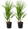Bloomique - 2er Set - Chamaerops Humilis - Europäische Produktbild-Vorschau 1