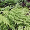 Planten van Frank | 48 Gewone varenplanten | Dryopteris Productafbeelding-voorbeeld 2