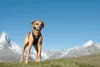 Curli Hundegeschirr Belka Comfort Geschirr Schwarz S Produktbild-Vorschau 14