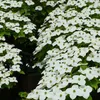 Cornouiller du Japon 'Chinensis' (Cornus kousa Voir les images du produit 5